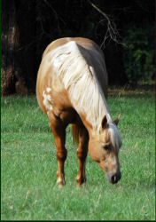 millie june2011 - Copy (2).jpg